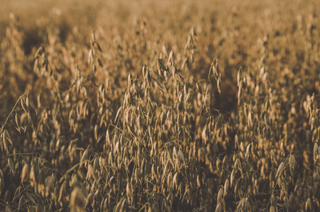 Oat field at sunset light atcountryside farm.の写真素材