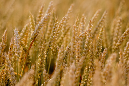 Close up nature photo Idea of a rich harvest wheat field