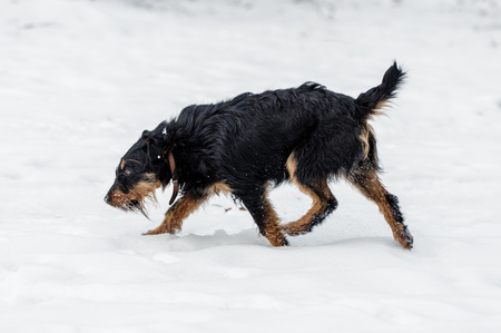 Jagdterrier in the winter forest, on the snowの写真素材