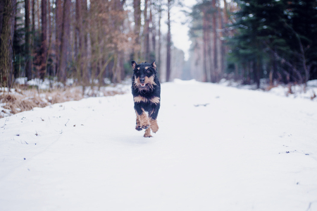 Jagdterrier in the winter forest, on the snowの写真素材