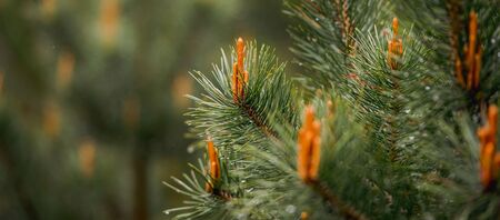 Young Pine shoots on tops of pine branches. Nature concept for design.