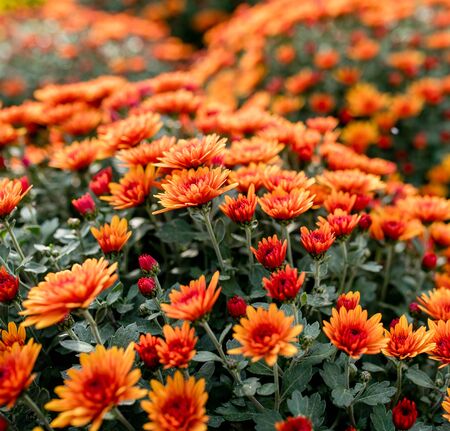 Bright Beautiful chrysanthemums of varying color flower growing in the garden, background image of the colorful flowers.の写真素材