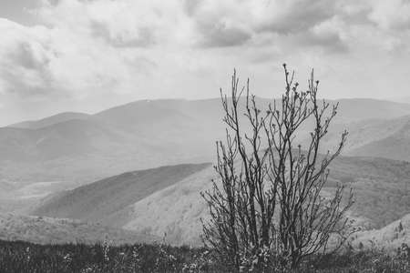 Green valley with trees and hills in Polish mountains Bieszczady in spring.