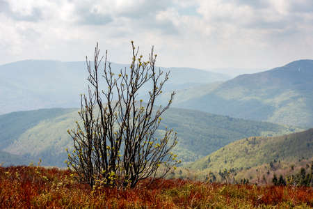 Green valley with trees and hills in Polish mountains Bieszczady in spring.の写真素材