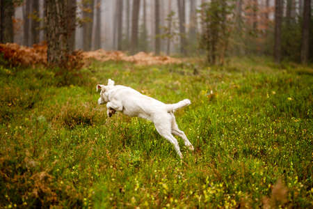 White labrador type, mongrel, dog in autumn forest full of leaves.