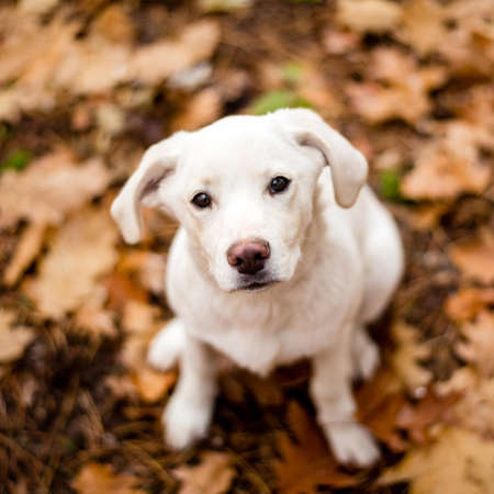 White labrador type, mongrel, dog in autumn forest full of leaves.