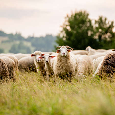 Herd of sheep on beautiful mountain meadow. GrywaÅd, Pieniny, Poland. Picturesque landscape background on mountainous terrain.の写真素材