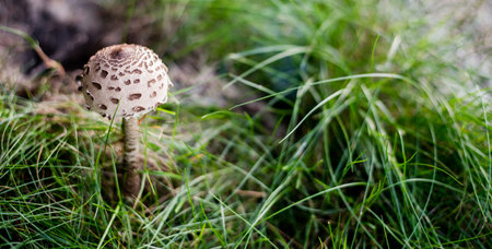 Kite mushroom in forest. Organic food in wild natural environment