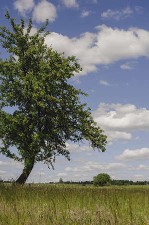 Beautiful spring rural landscape with meadows and trees. Poland. Suburban area.
