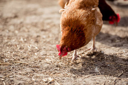 Free range chicken on a traditional organic poultry farm.の写真素材
