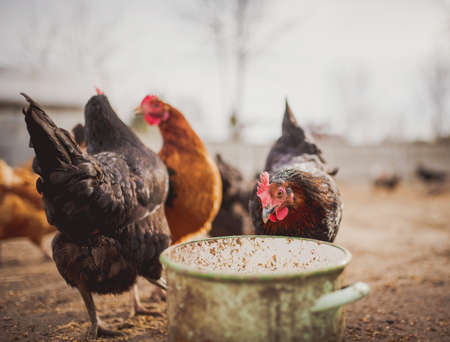 Free range chicken on a traditional organic poultry farm.の写真素材