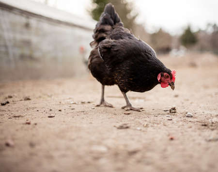 Closeup of a hen in a farmyard (Gallus gallus domesticus)の写真素材