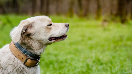 Dog wearing two types of collar, flea and tick repel treatment and leather collar. Anti tick and...