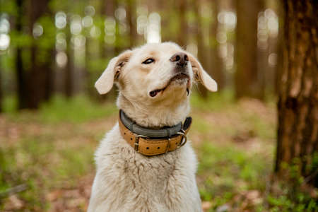 Dog wearing two types of collar, flea and tick repel treatment and leather collar. Anti tick and...