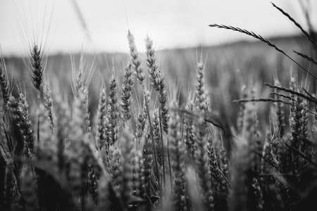 Wheat filed in golden hourの写真素材