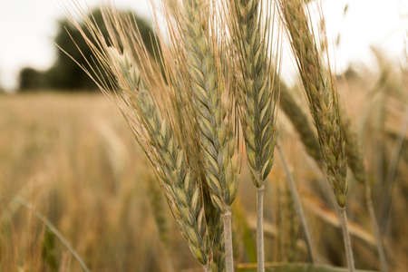 Wheat filed in golden hourの写真素材