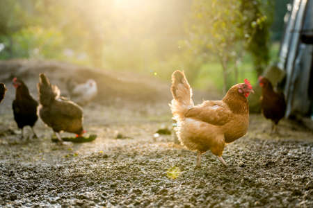 Chickens on traditional free range poultry farm. Golden Hour. Rooster on a free-range farm, close up.の写真素材