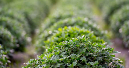 Row of chrysanthemum seedling. Modern home farm agriculture industry. No people.