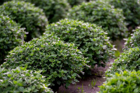 Row of chrysanthemum seedling. Modern home farm agriculture industry. No people.