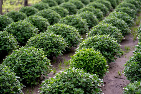 Row of chrysanthemum seedling. Modern home farm agriculture industry. No people.の写真素材