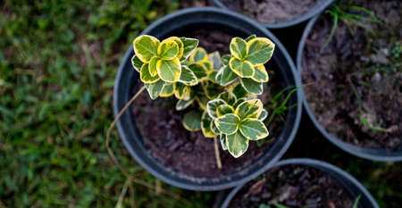 Beautiful variegated young Euonymus crops in black pots.