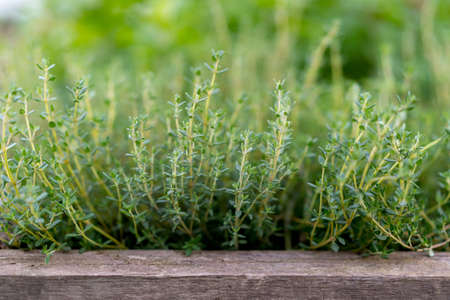 Thyme growing in a wooden crate outdoor. Organic herb cultivation, agriculture concept.の写真素材