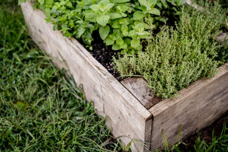 Thyme growing in a wooden crate outdoor. Organic herb cultivation, agriculture concept.の写真素材