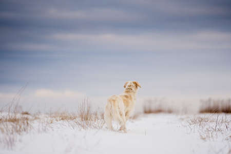 Winter dog outdoors. Majestic labrador snow mongrel against dramatic sky. The concept of freedom.