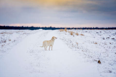 Winter snow landscape mongrel dog against dramatic sky.
