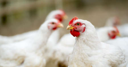 Group of white free range chicken, broilers farm.の写真素材