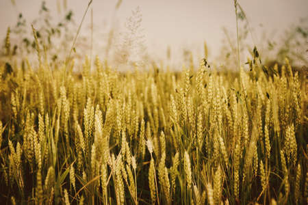 Farmers wheat field harvest, close up shot of the wheat plant.