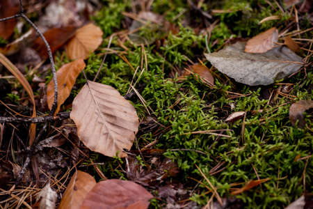 Autumn in the forest after rain.の写真素材
