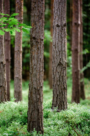 Pine forest, close up trees. Wilderness park, nature.