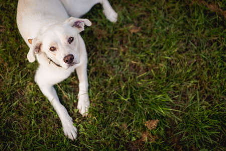 Young dog mongrel Labrador Retriever type on grass. Happy dog portrait.の写真素材
