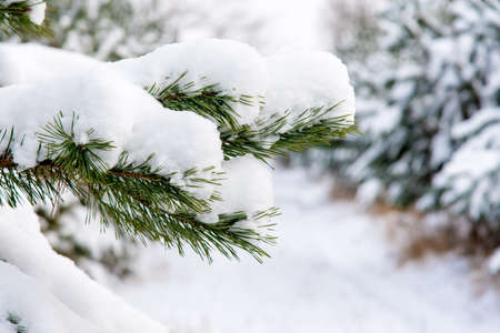 Snowy forest in cold winter season.の写真素材