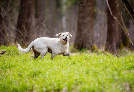 White dog in a magical forest. adventure dog. hiking with dogs. quality time. healthy lifestyle.