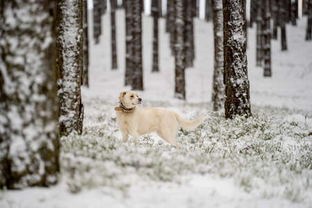 Dog standing in snow, winter forest background, pine trees.の写真素材