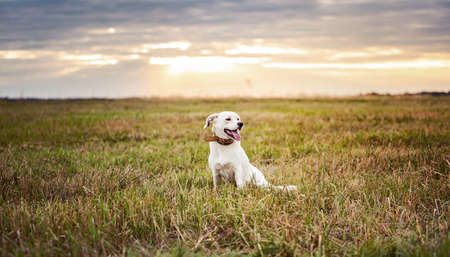 Mongrel dog standing in a summer field on a meadow.の写真素材