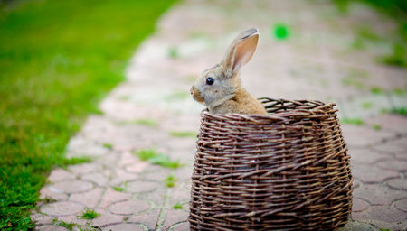 Rabbit in wooden basket on green garden backgroundの写真素材