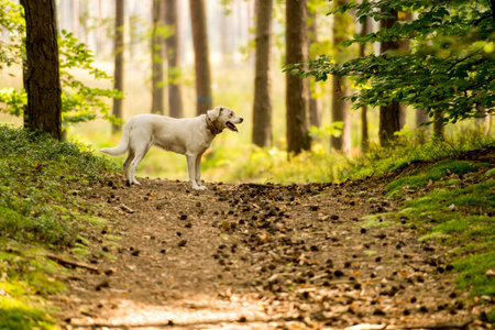 White labrador type, mongrel, dog in forest wearing leather collar.