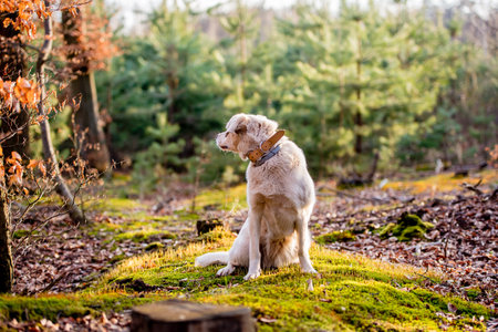White labrador type, mongrel, dog in forest wearing leather collar.