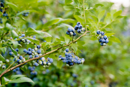 Blueberries on a branch in the garden. selective focus.の写真素材