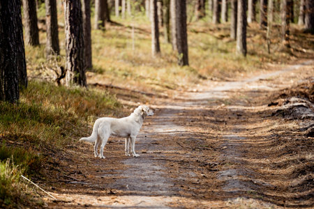 White dog on a dirt road in the forest. white dog.