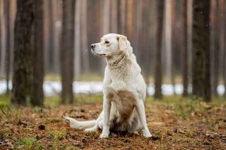 Beautiful golden retriever dog sitting in the autumn forest. selective focus.