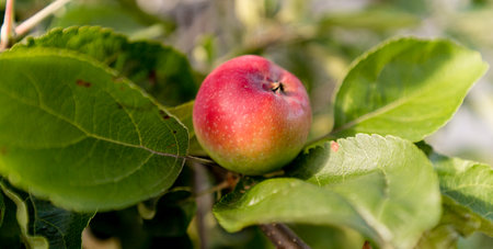 Red apple on a branch with green leaves in the orchard.