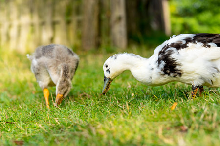 White duck with goslings on the green grass in the gardenの写真素材