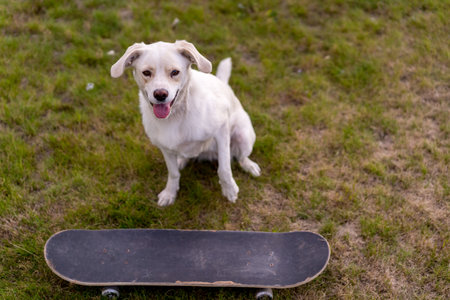 A white dog and a skateboard on a green grassy fieldの写真素材