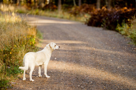 White labrador retriever dog standing on the road in autumn forest