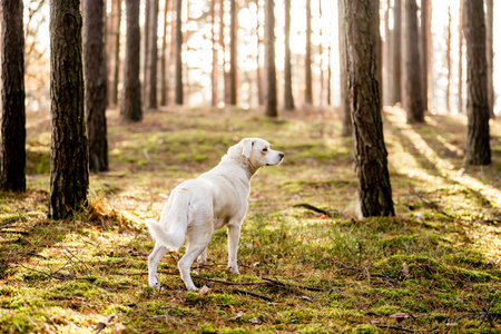 Labrador retriever dog in the autumn forest. Walk with a pet.