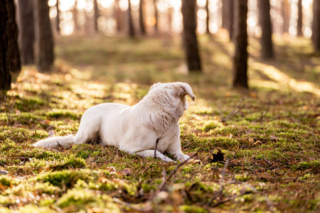 White labrador retriever dog sitting on the ground in the forestの写真素材